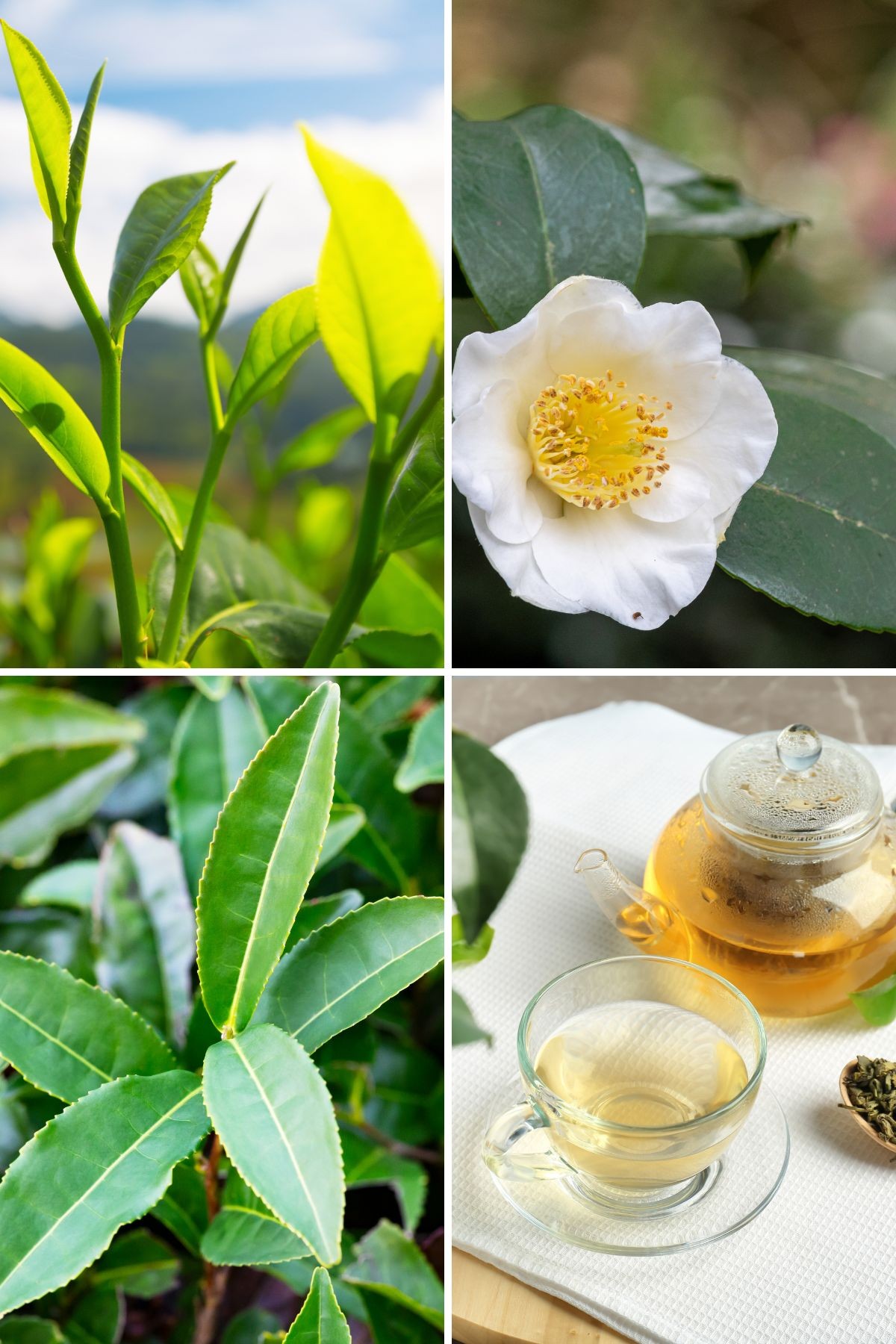 云上茶馆海报